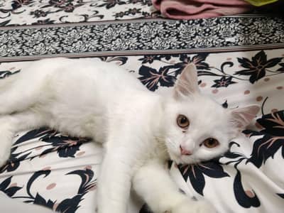 Romeo Male Cat