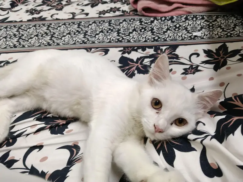Romeo Male Cat