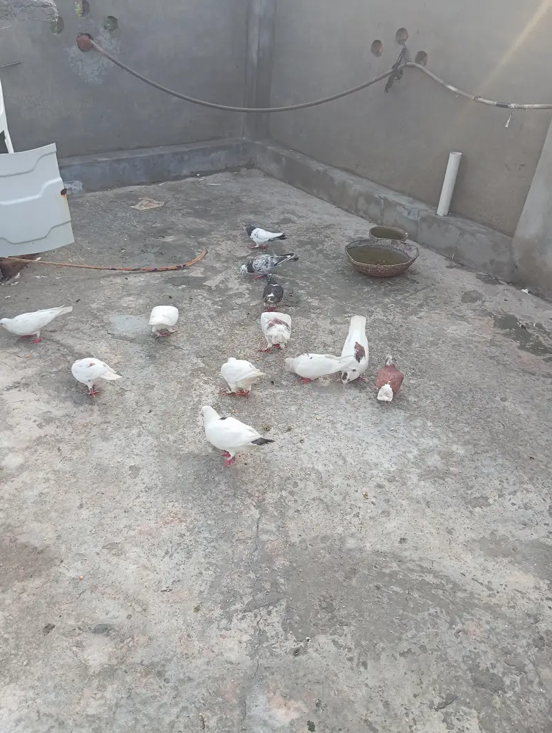 bhtreen kabutar hi 12 plus hi — photo 2