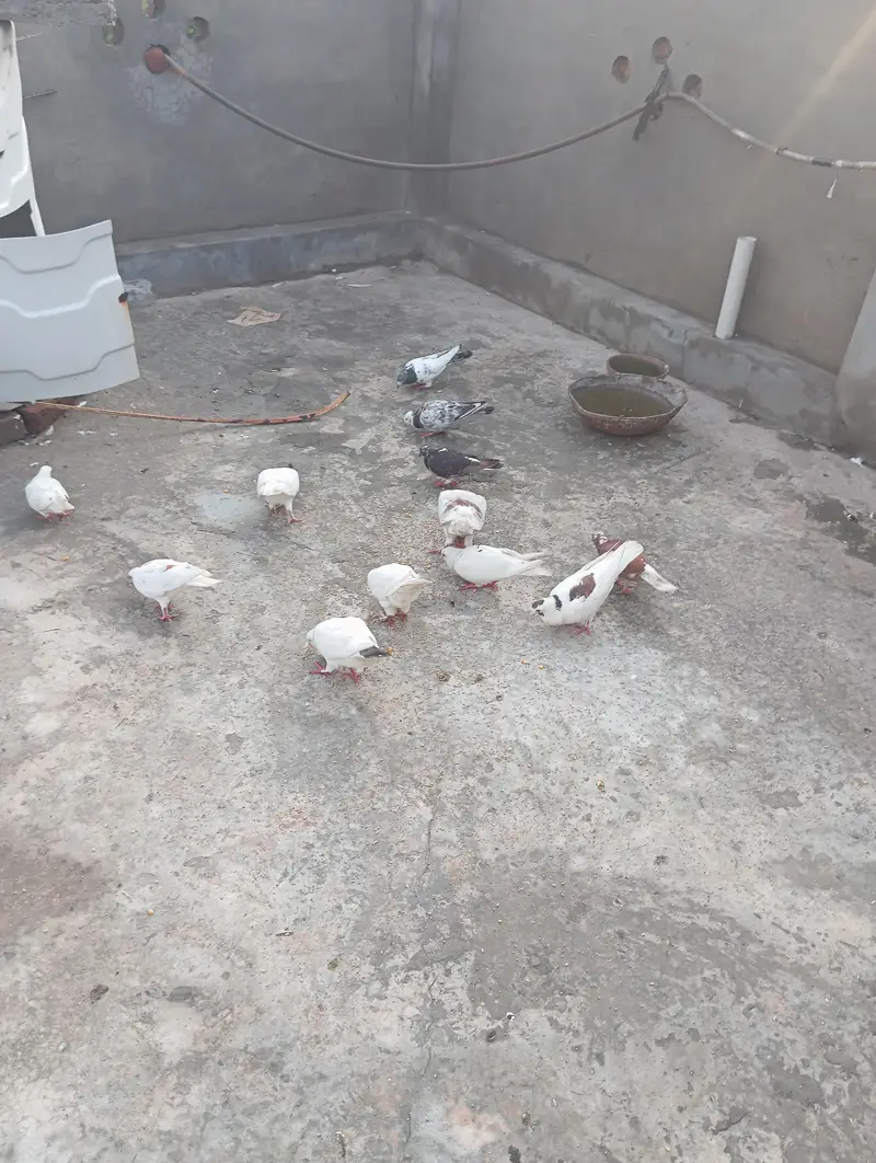bhtreen kabutar hi 12 plus hi — photo 3