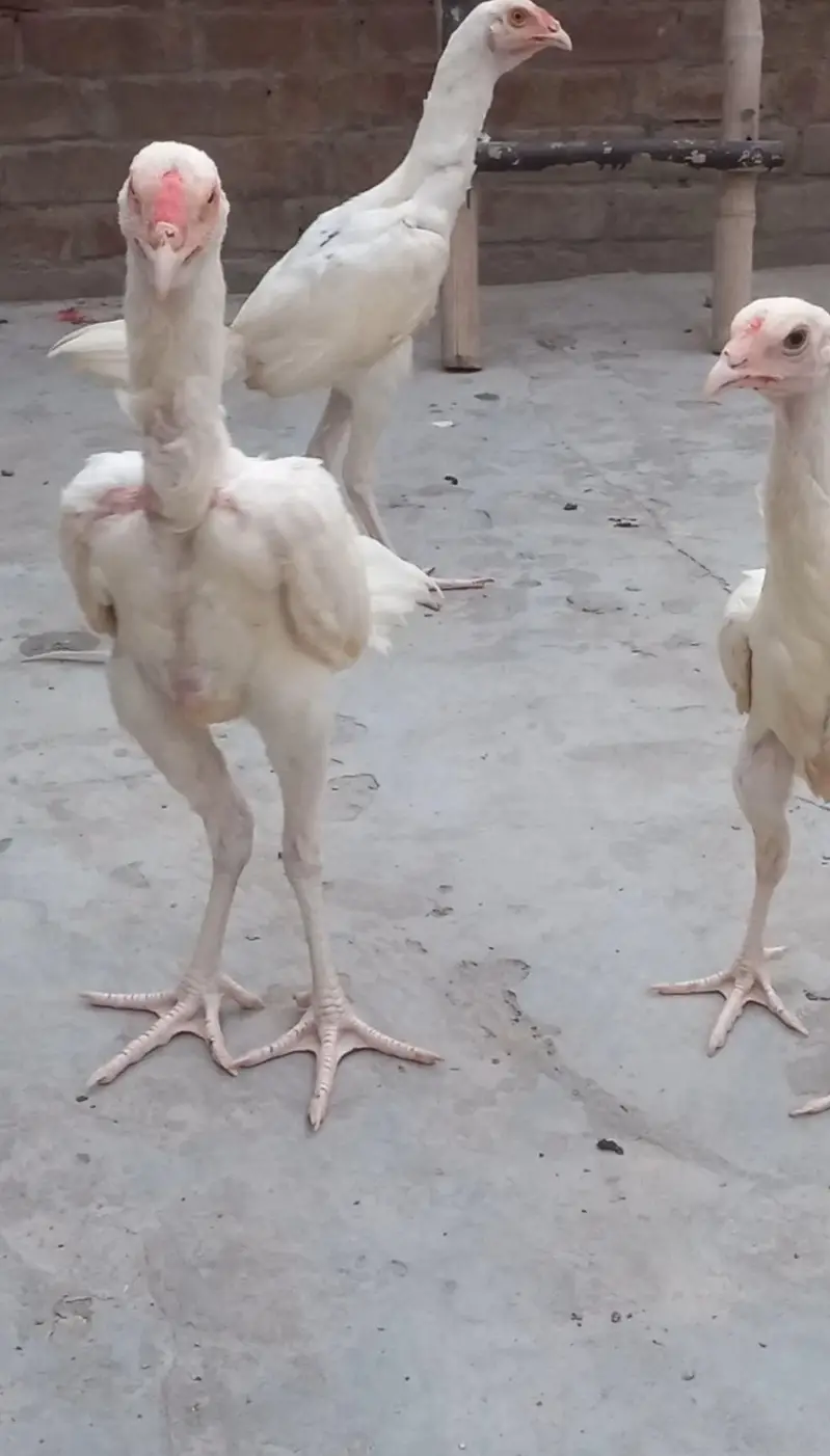 pure heera asel