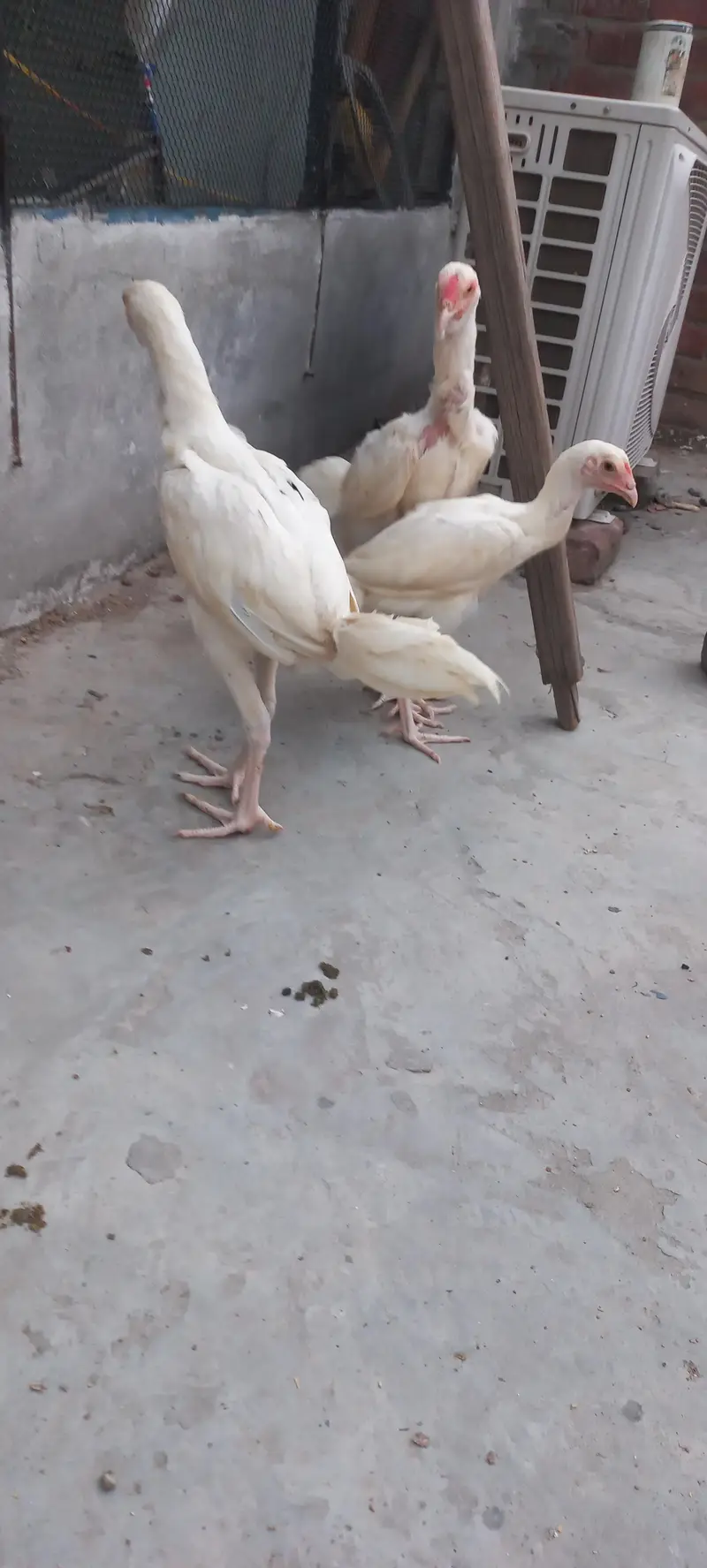 pure heera asel — photo 3