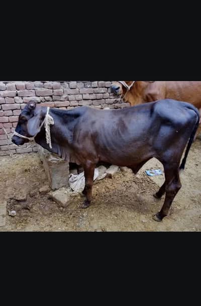 female cow