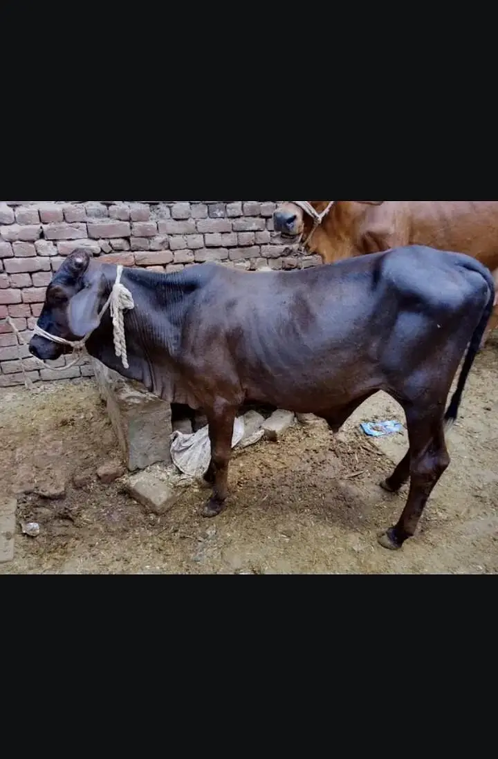 female cow