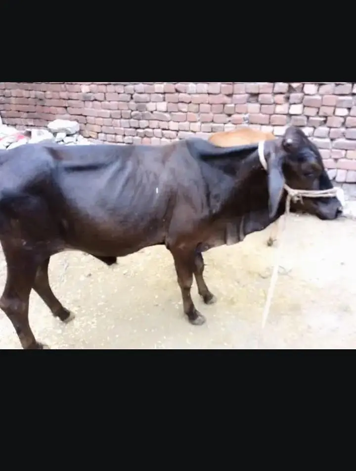 female cow — photo 2