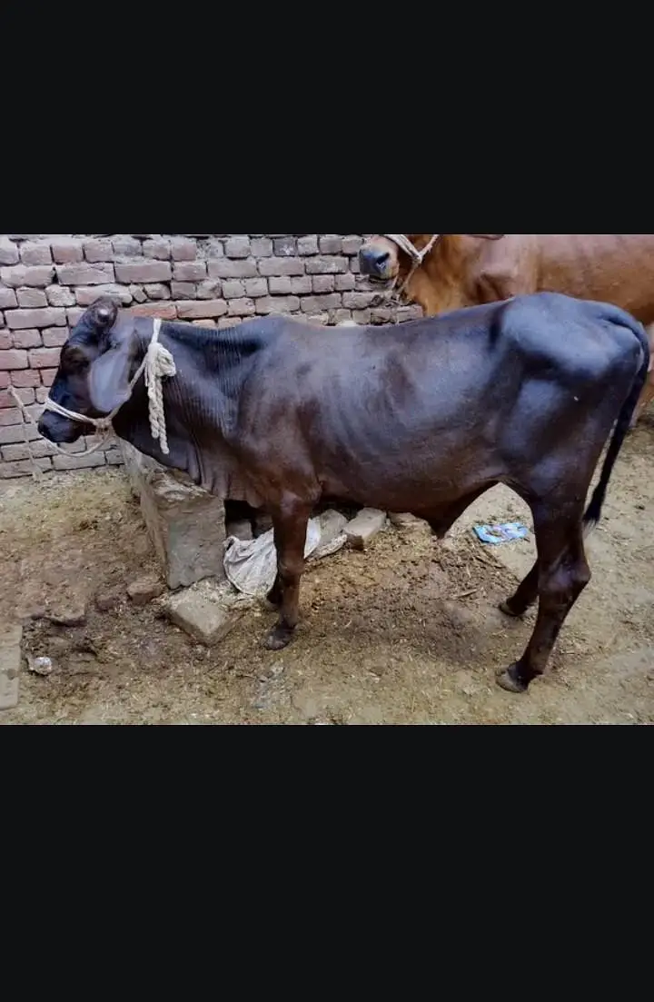 female cow — photo 3