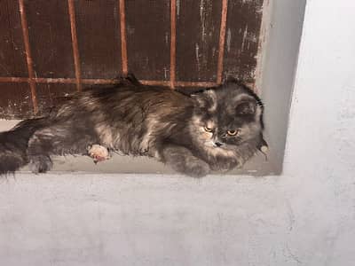 persian(female) and russian(male)