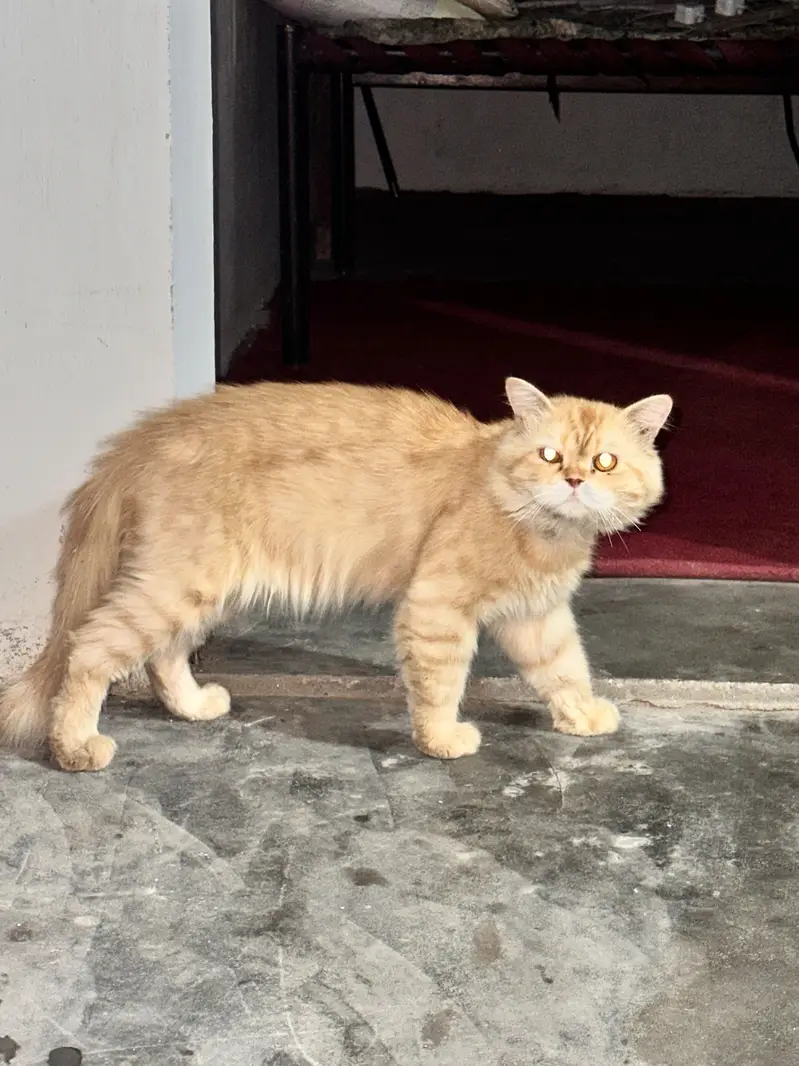 persian(female) and russian(male) — photo 2