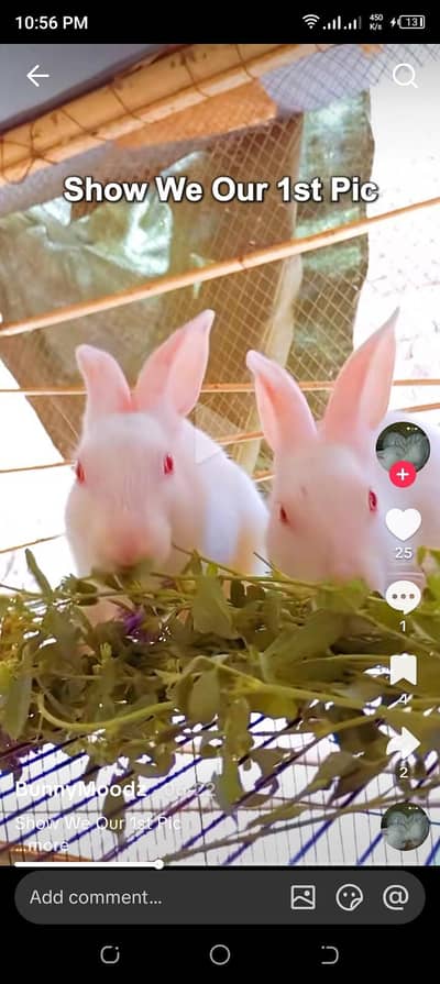 2 male ha breeder