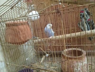 alien parrot very beautiful