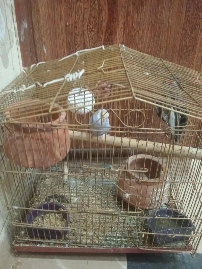 Australian parrot very beautiful with cage — photo 2