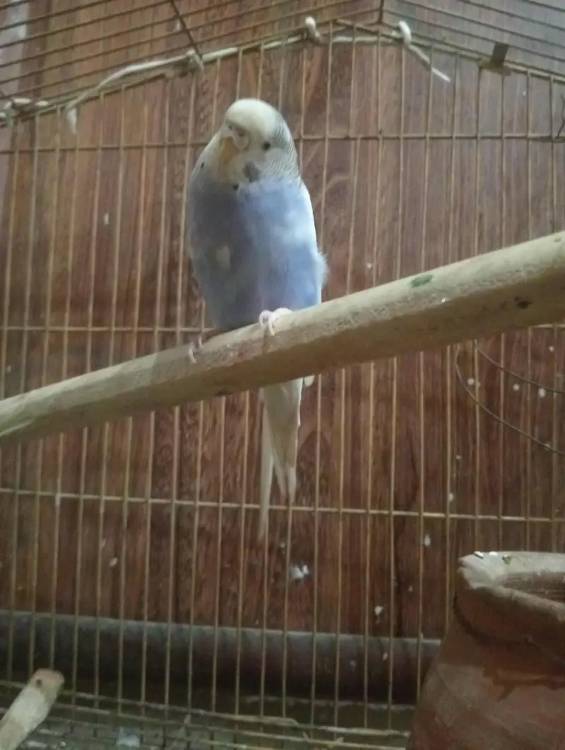 Australian parrot very beautiful with cage — photo 3