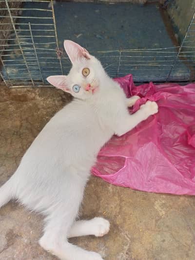 Cats kittens for sale