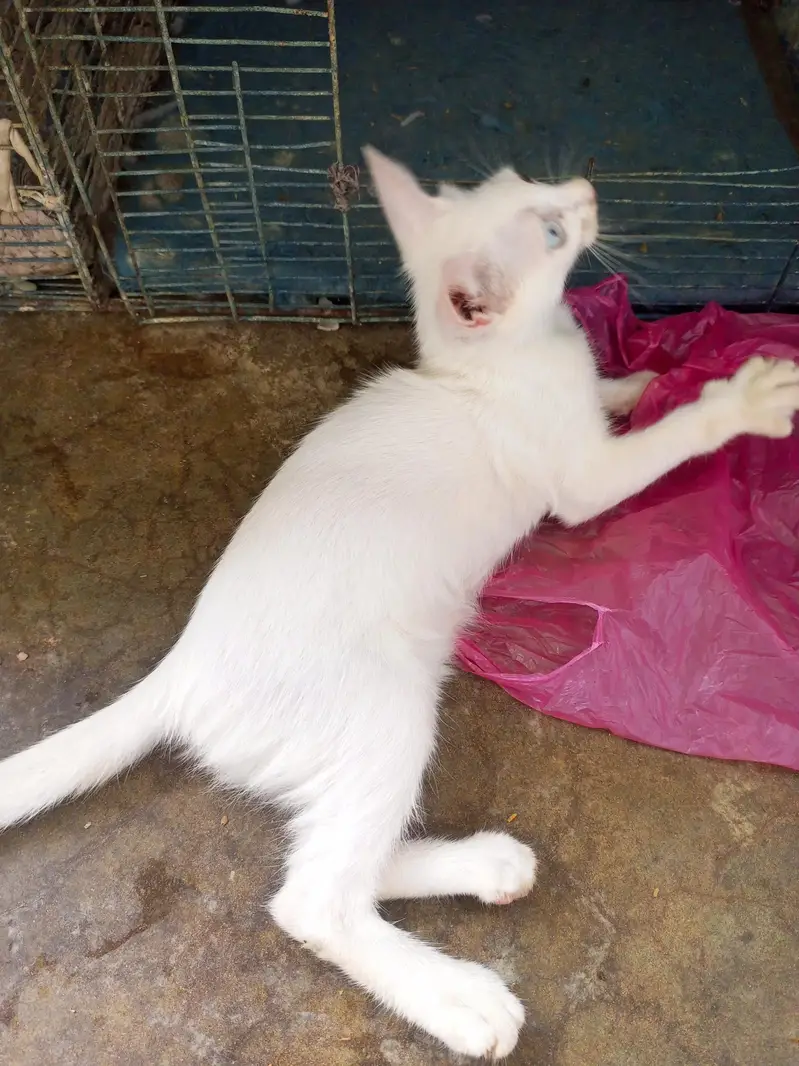 Cats kittens for sale — photo 2