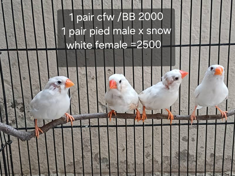 finches 4