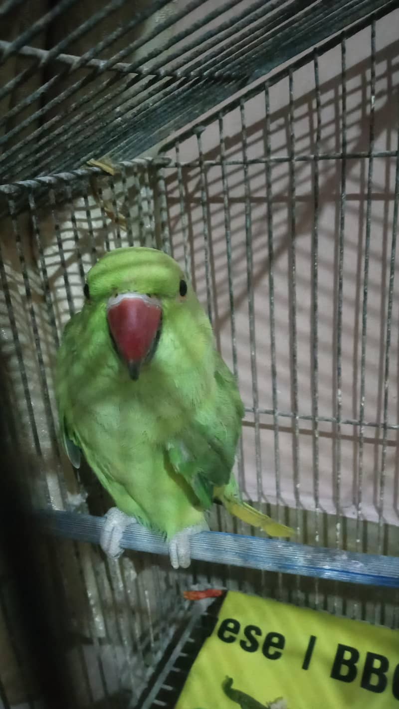ringneck 0
