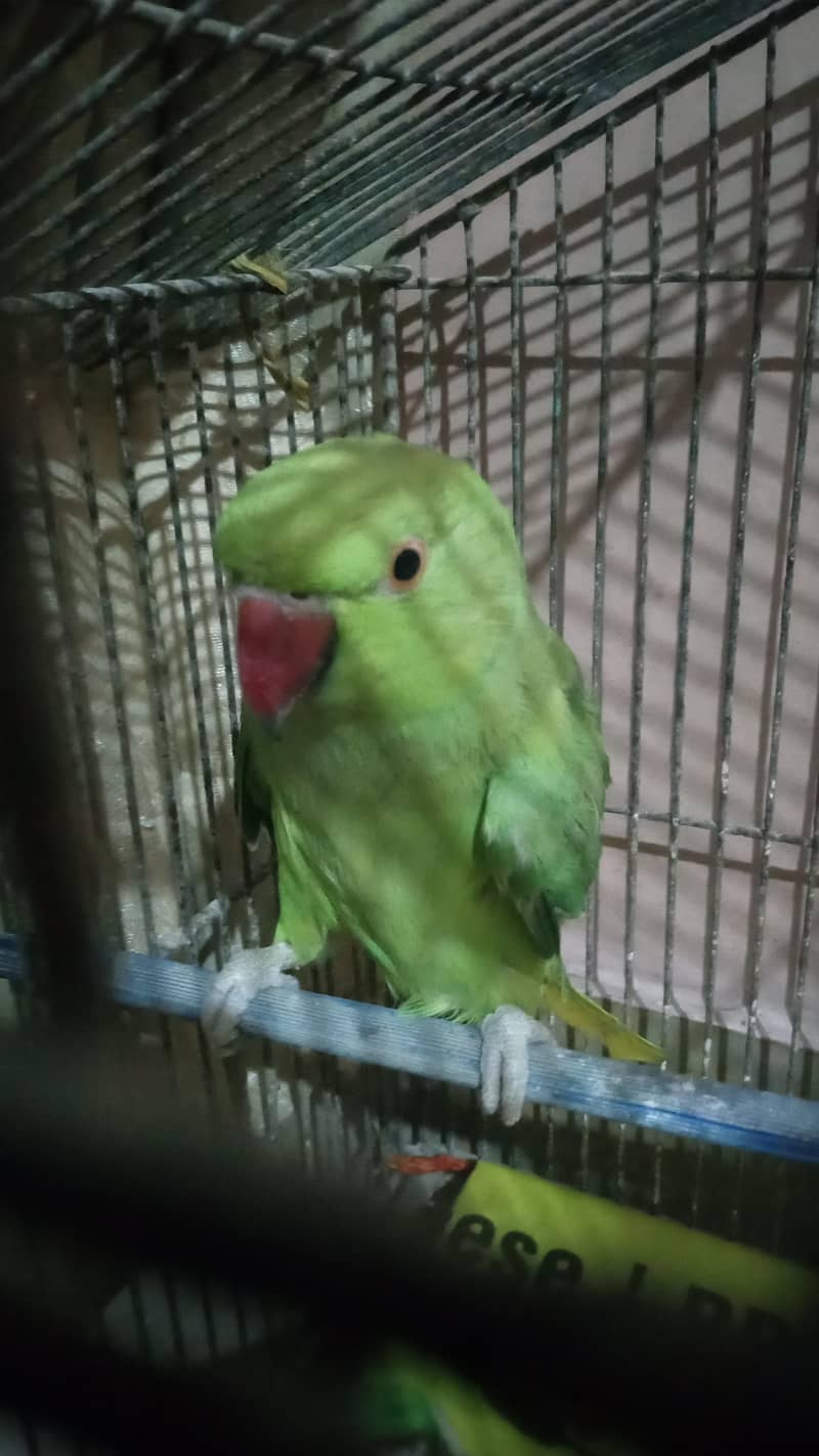 ringneck 1