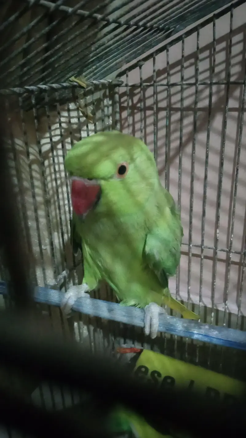 ringneck — photo 2