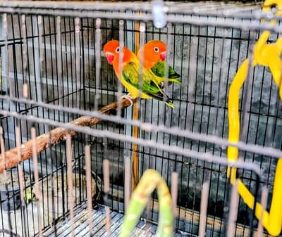 Love Birds 2 Pairs With 2 Cages - 0312 5386598