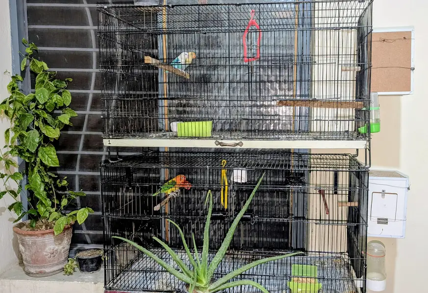 Love Birds 2 Pairs With 2 Cages - 0312 5386598 — photo 3