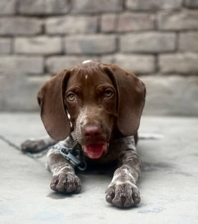 Germane pointer