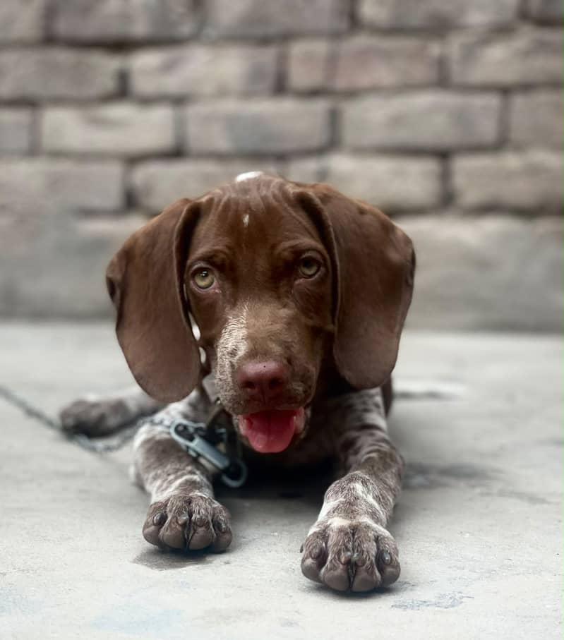 Germane pointer 0