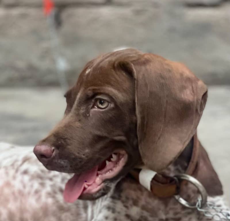 Germane pointer 1