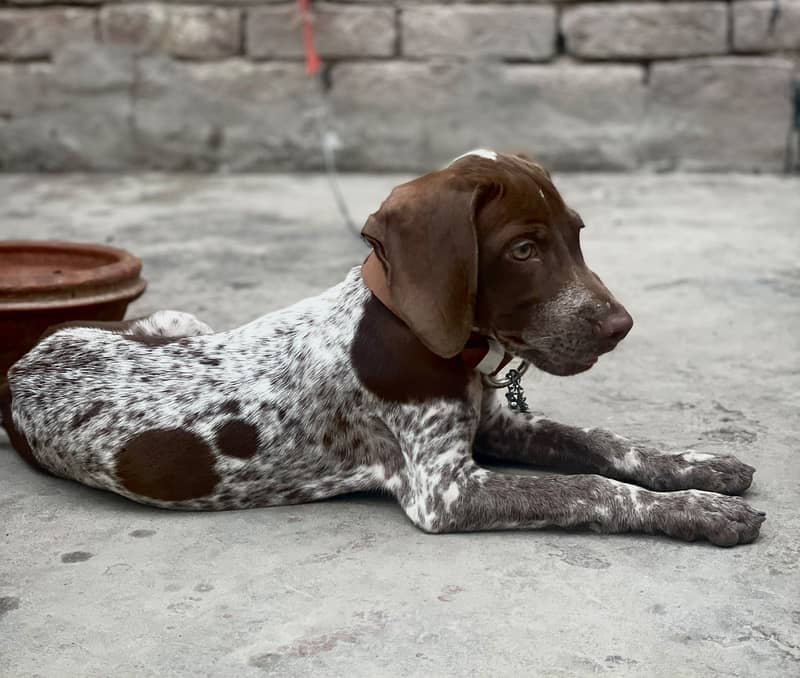 Germane pointer 2