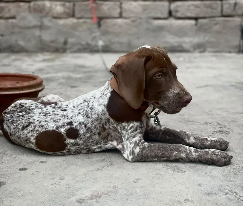 Germane pointer — photo 3