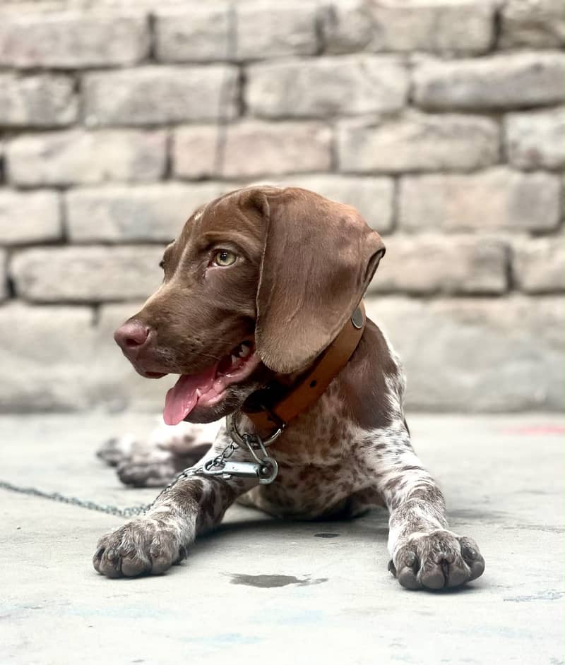 Germane pointer 3