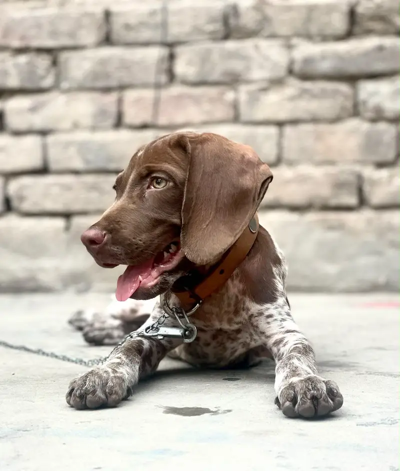 Germane pointer — photo 4