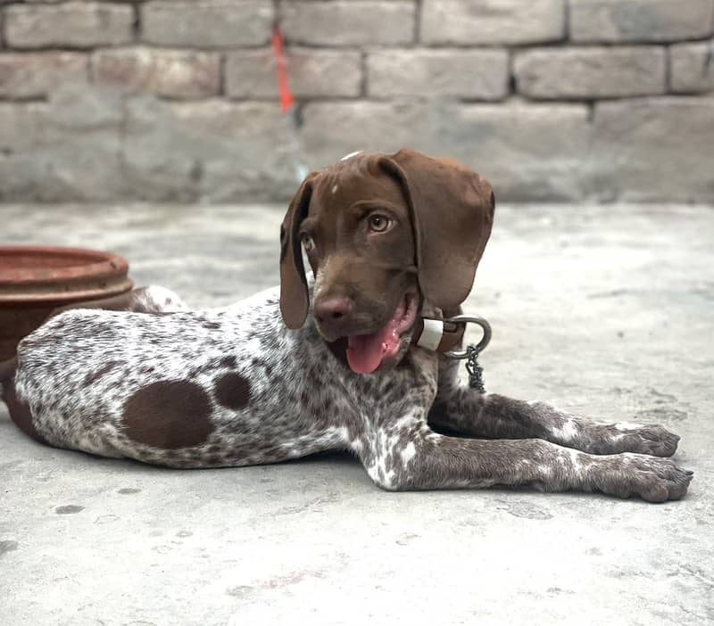 Germane pointer 4