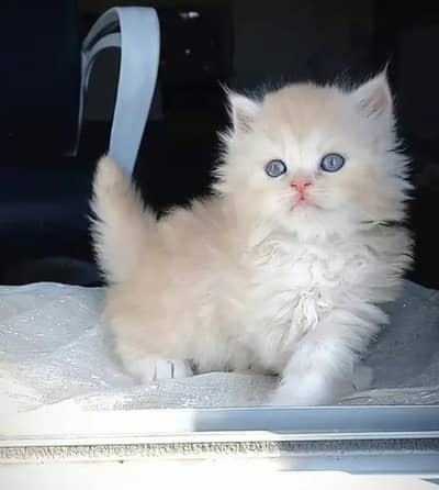Persian Kitten Female Punch Face