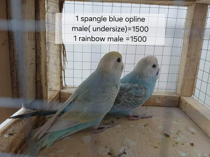 finches 9