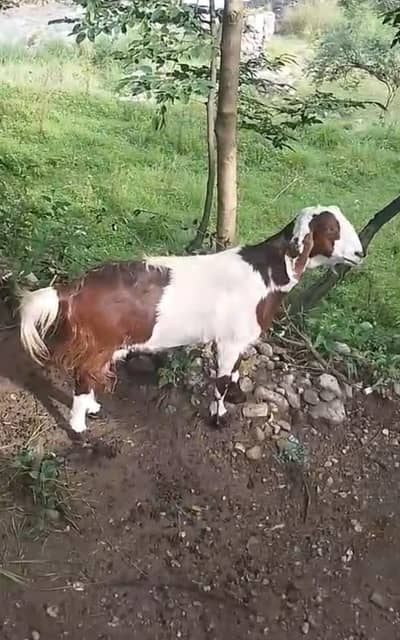 گھبن بکری تیار ھے۔