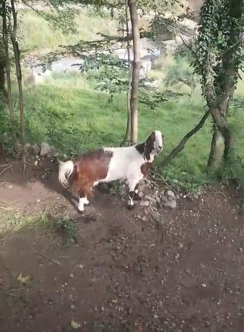 گھبن بکری تیار ھے۔ 1