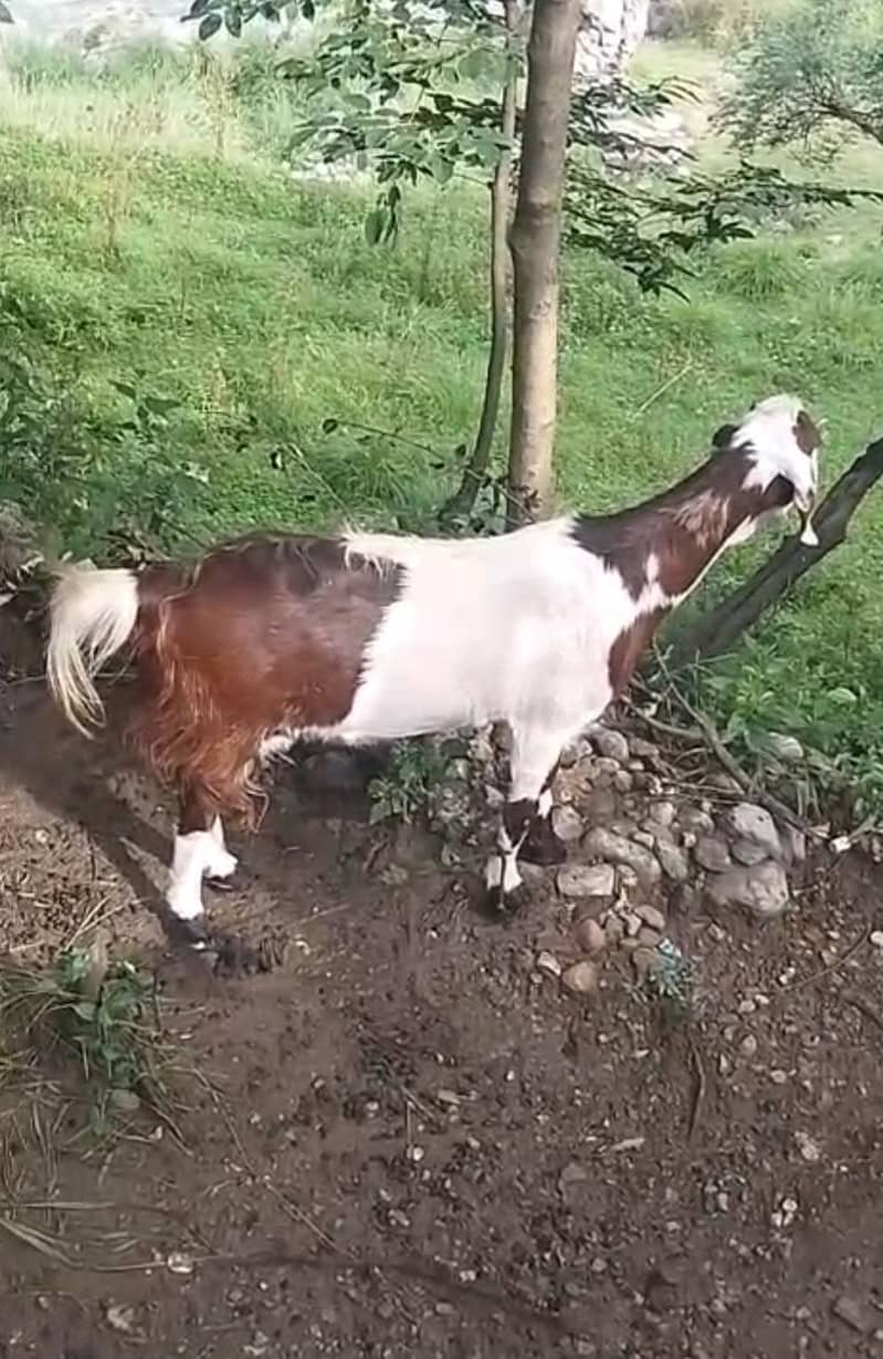 گھبن بکری تیار ھے۔ 3