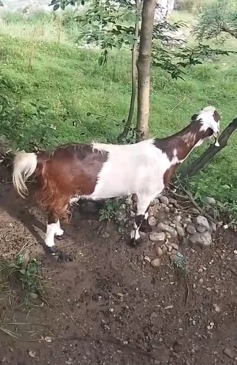Beetail Bakri five month+ ki gaban ( Tayar )_ — photo 4