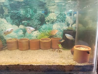 Different fishes for sale