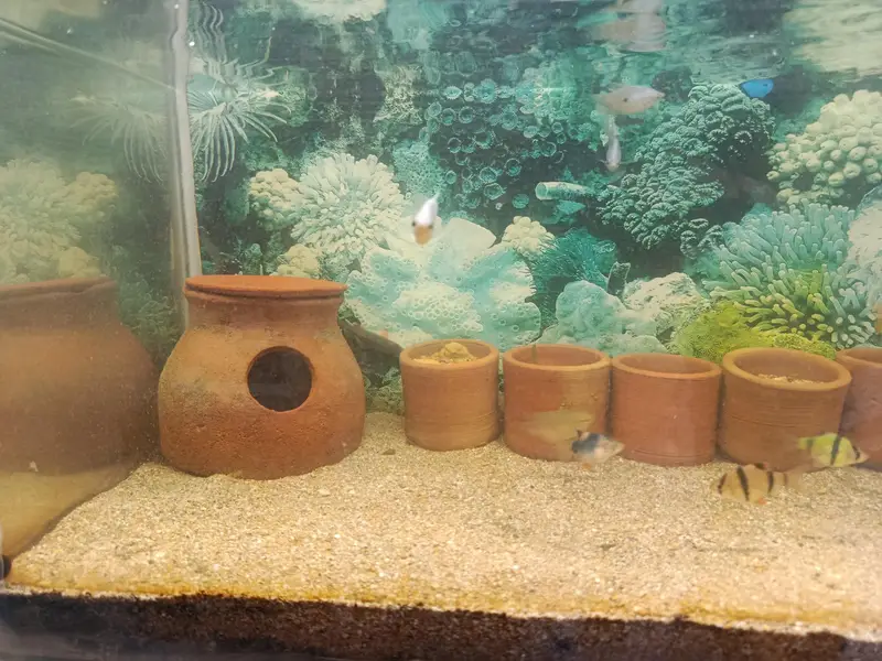 Different fishes for sale — photo 2