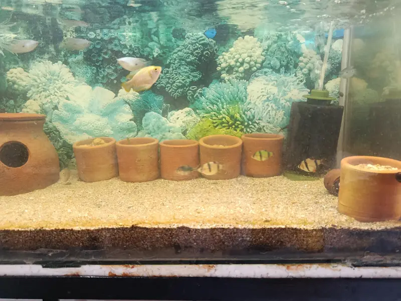 Different fishes for sale — photo 3