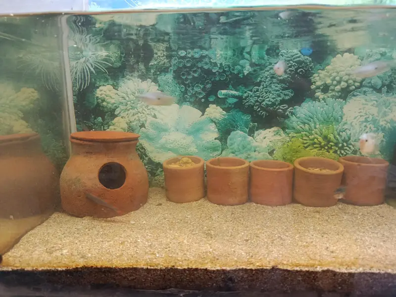 Different fishes for sale — photo 4