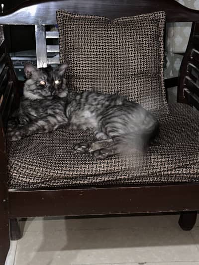 Persian cat for sale