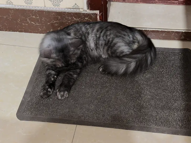 Persian cat for sale — photo 2