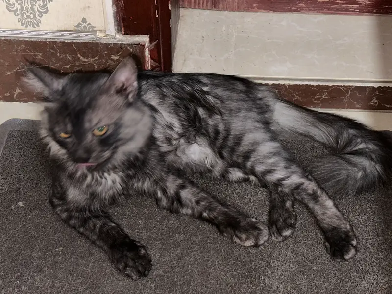 Persian cat for sale — photo 3