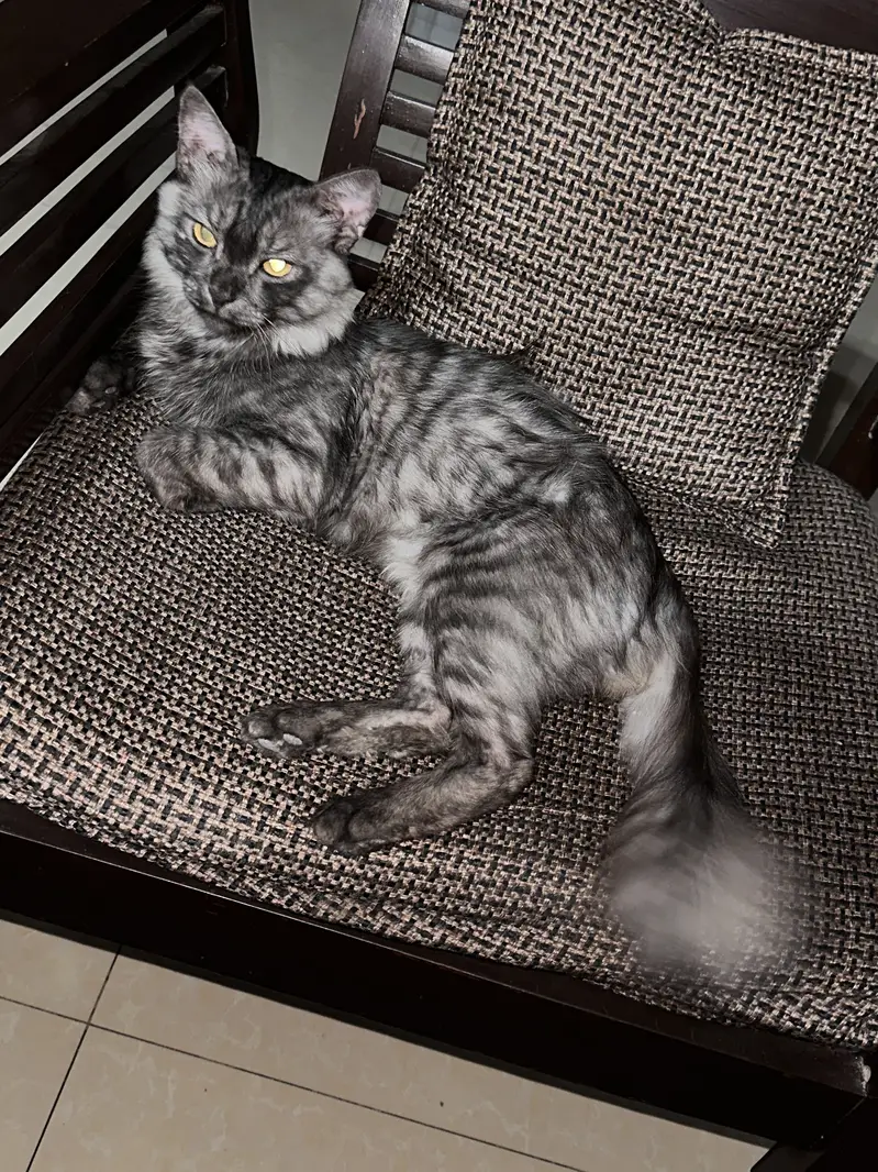 Persian cat for sale — photo 4
