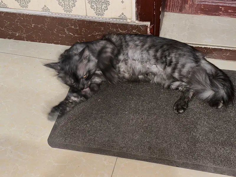 Persian cat for sale — photo 5