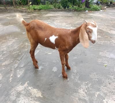 Bakri Goat for sale, sindhi beetal bakri