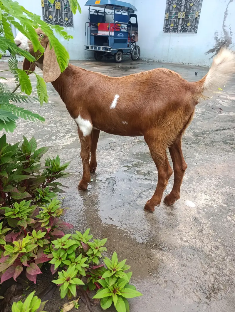 Bakri Goat for sale, sindhi beetal bakri — photo 2