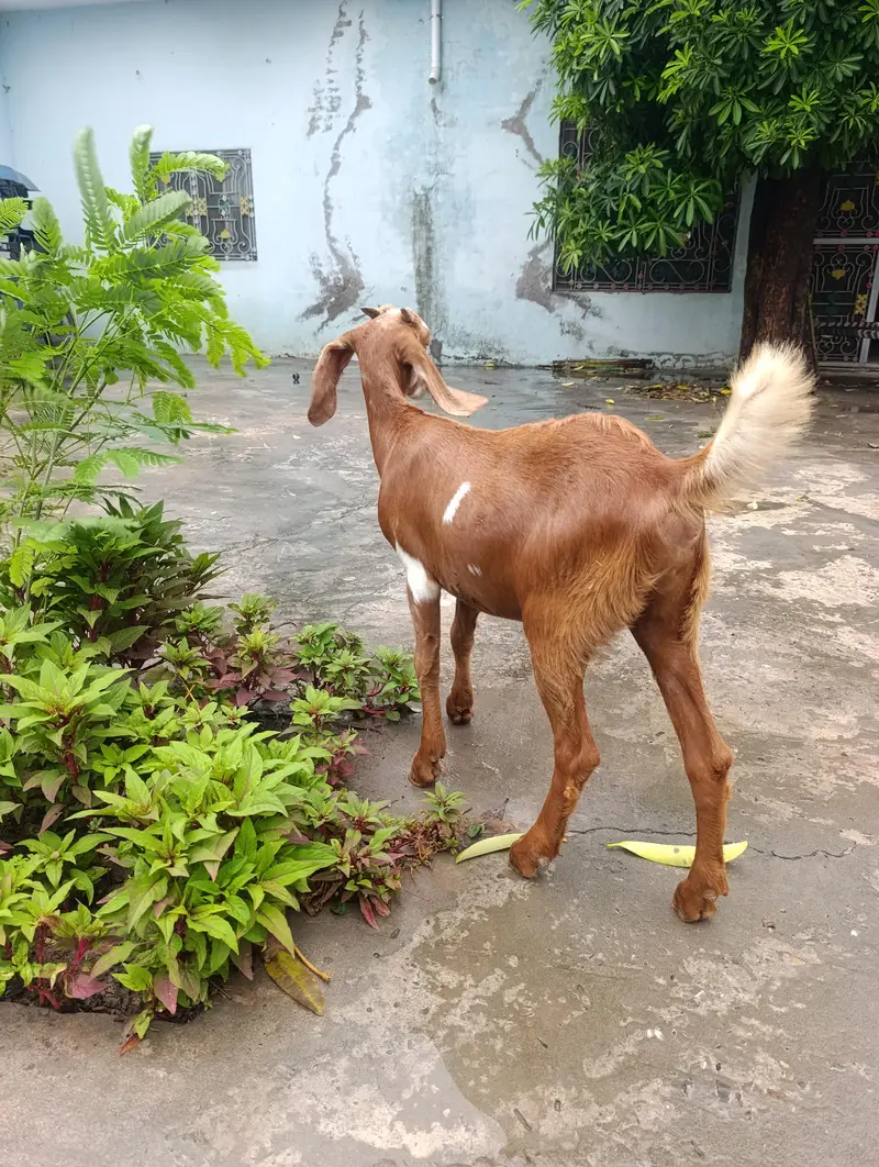 Bakri Goat for sale, sindhi beetal bakri — photo 3